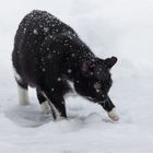 Katze im Schnee ...