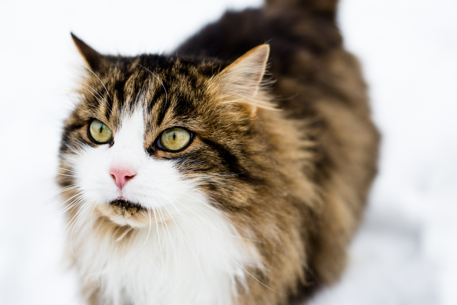 Katze im Schnee