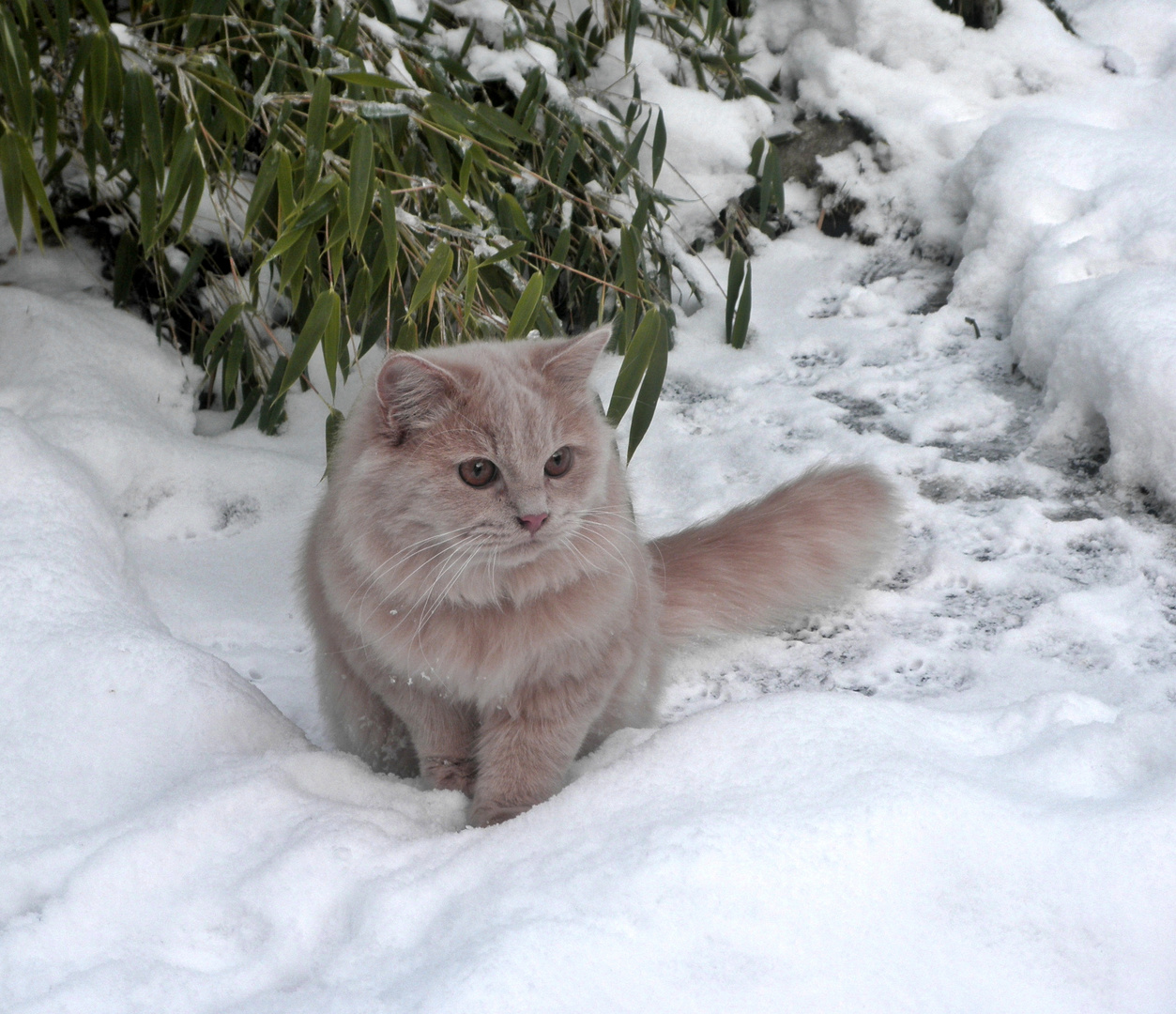 Katze im Schnee Foto & Bild | tiere, haustiere, katzen Bilder auf