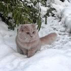 Katze im Schnee