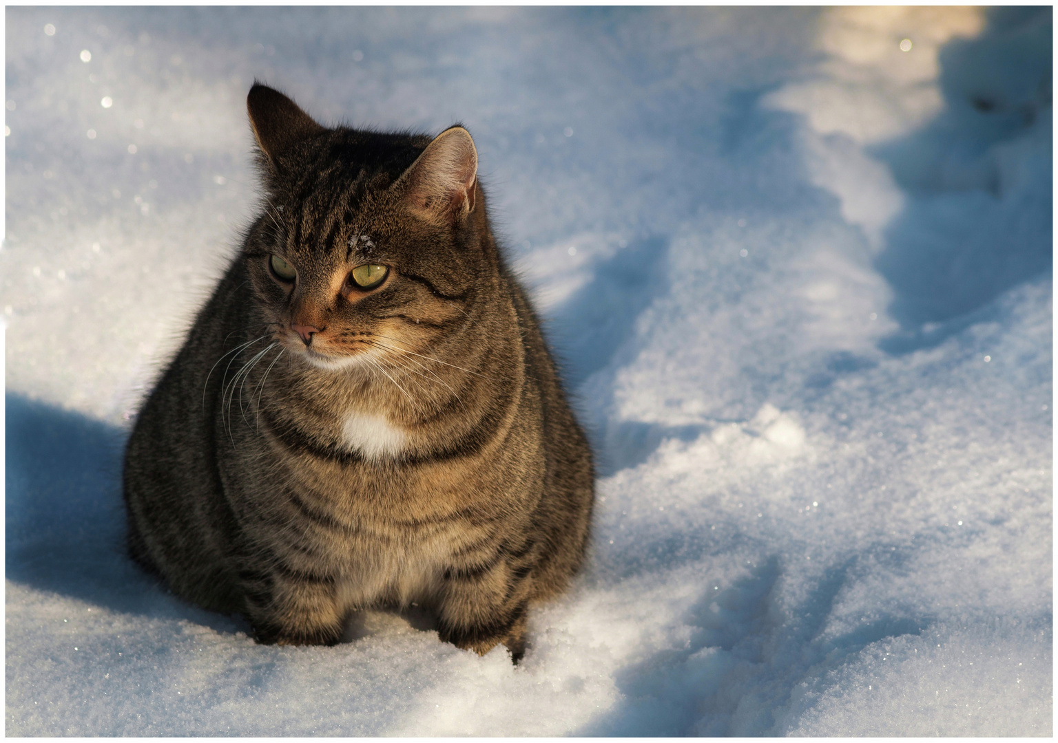 Katze im Schnee 