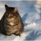 Katze im Schnee 