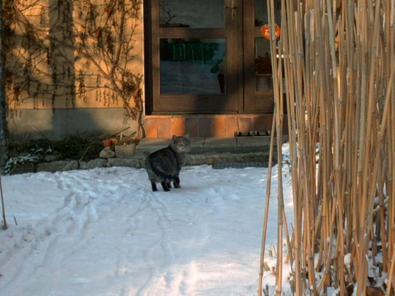 Katze im Schnee