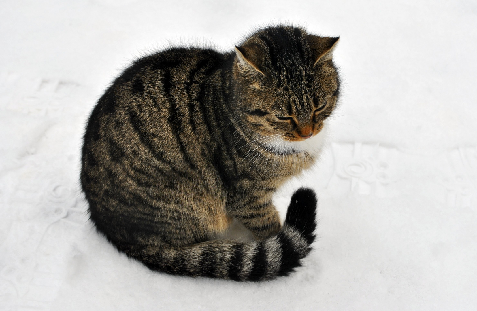 Katze im Schnee