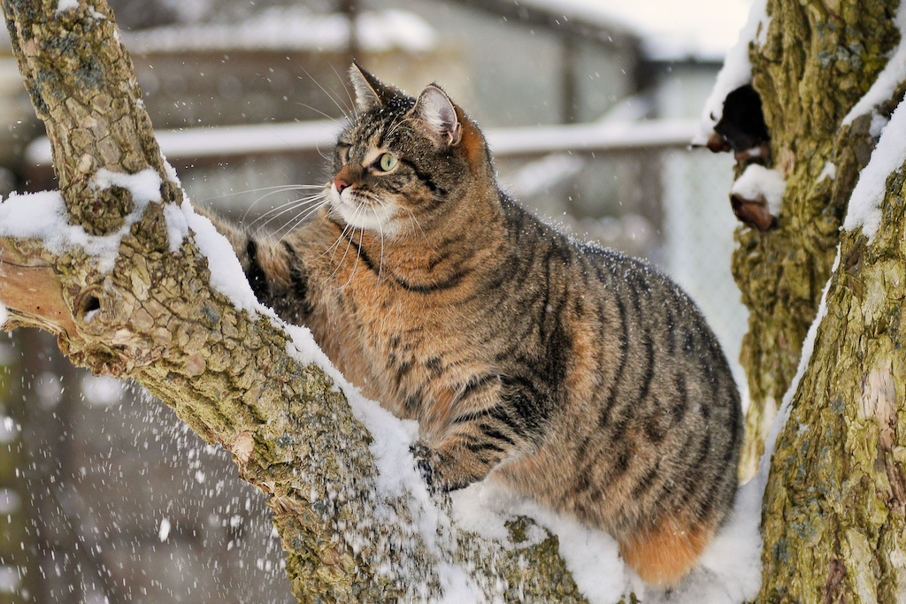 Katze im Schnee