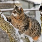 Katze im Schnee