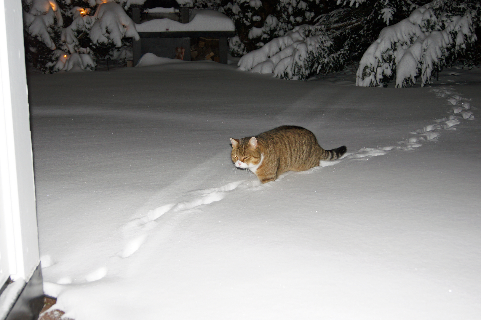 Katze im Schnee