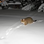 Katze im Schnee