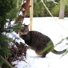 Katze im Schnee