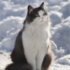 Katze im Schnee :-)