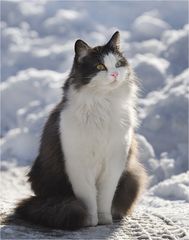 Katze im Schnee :-)