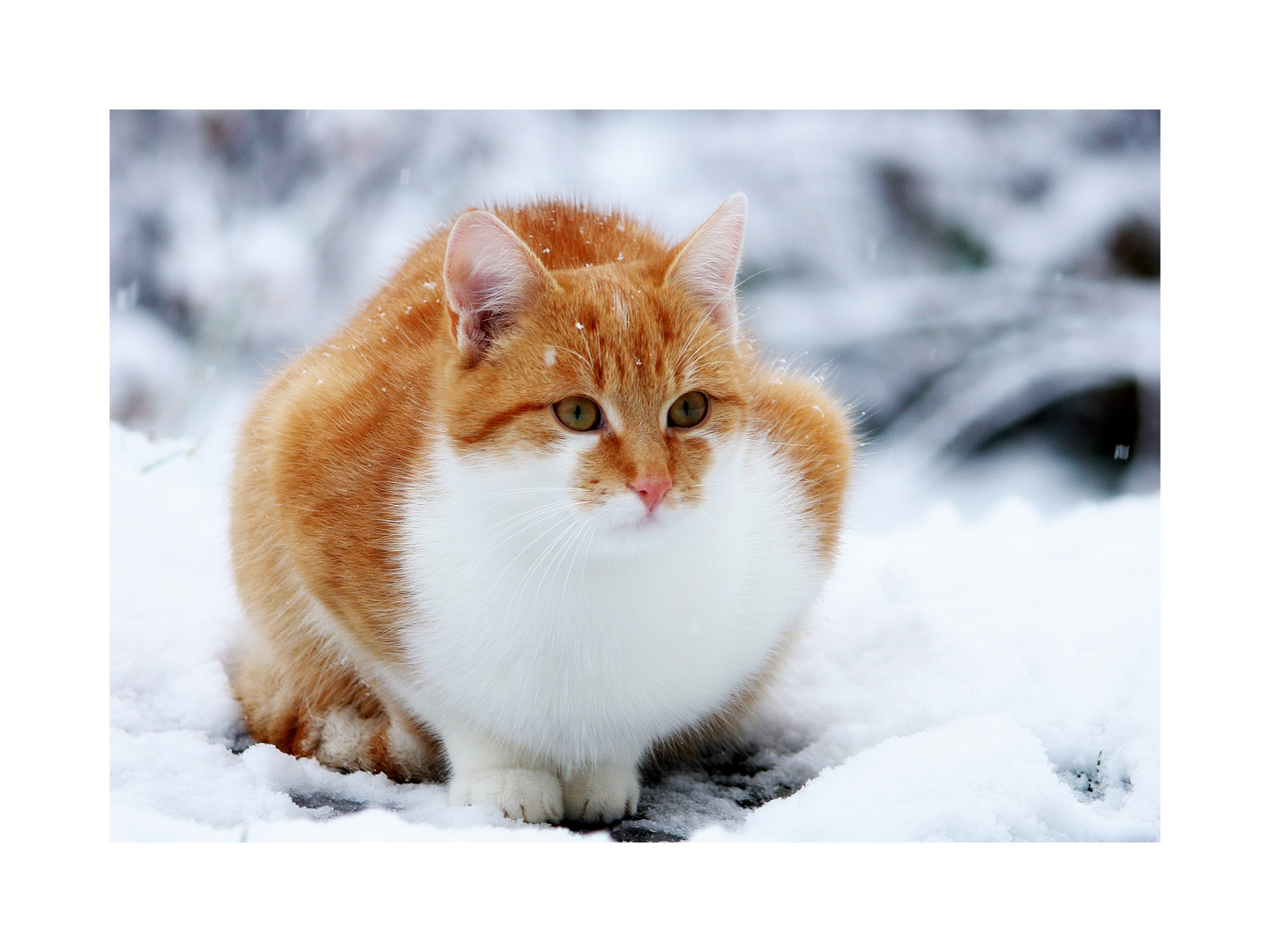 Katze im Schnee