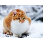 Katze im Schnee