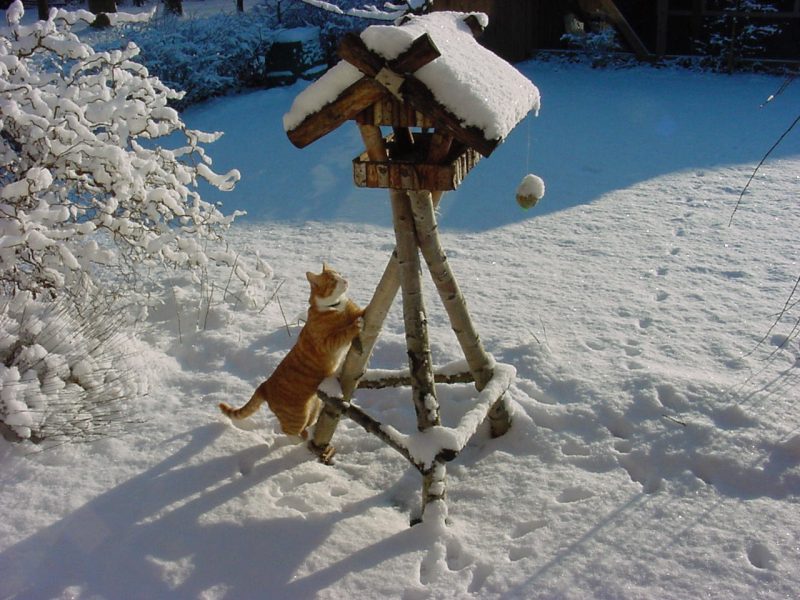 Katze im Schnee