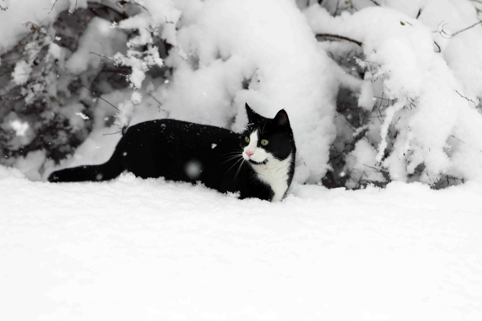 Katze im Schnee