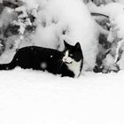 Katze im Schnee