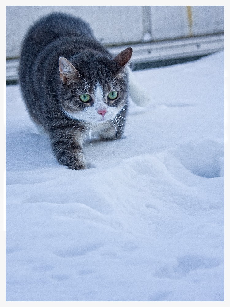 Katze im Schnee