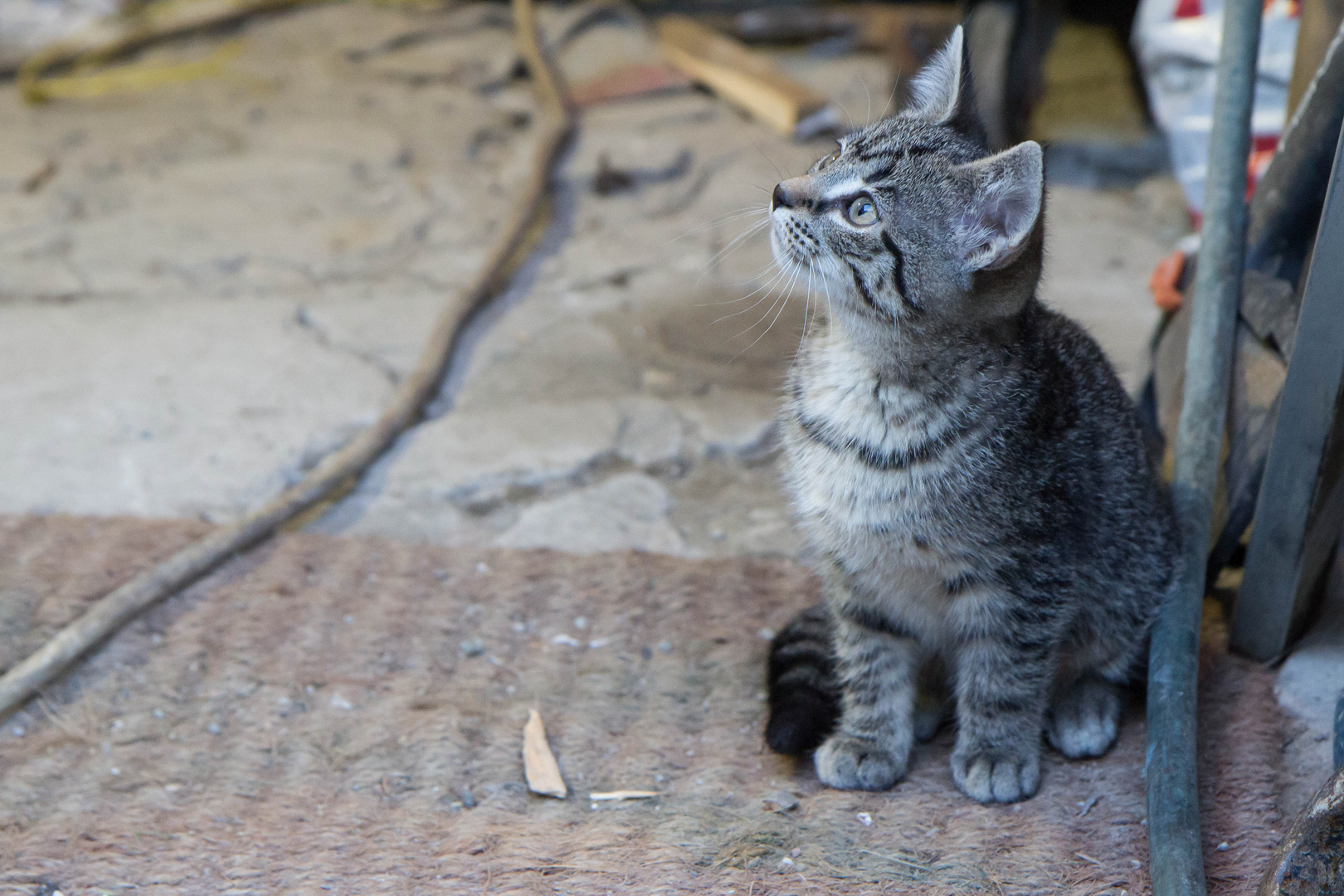 Katze im Schuppen