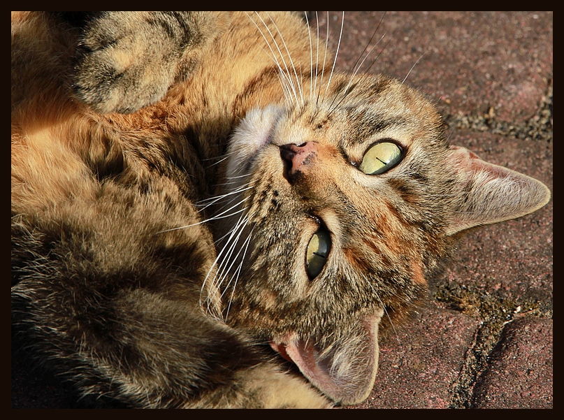 Katze im Sonnenbad