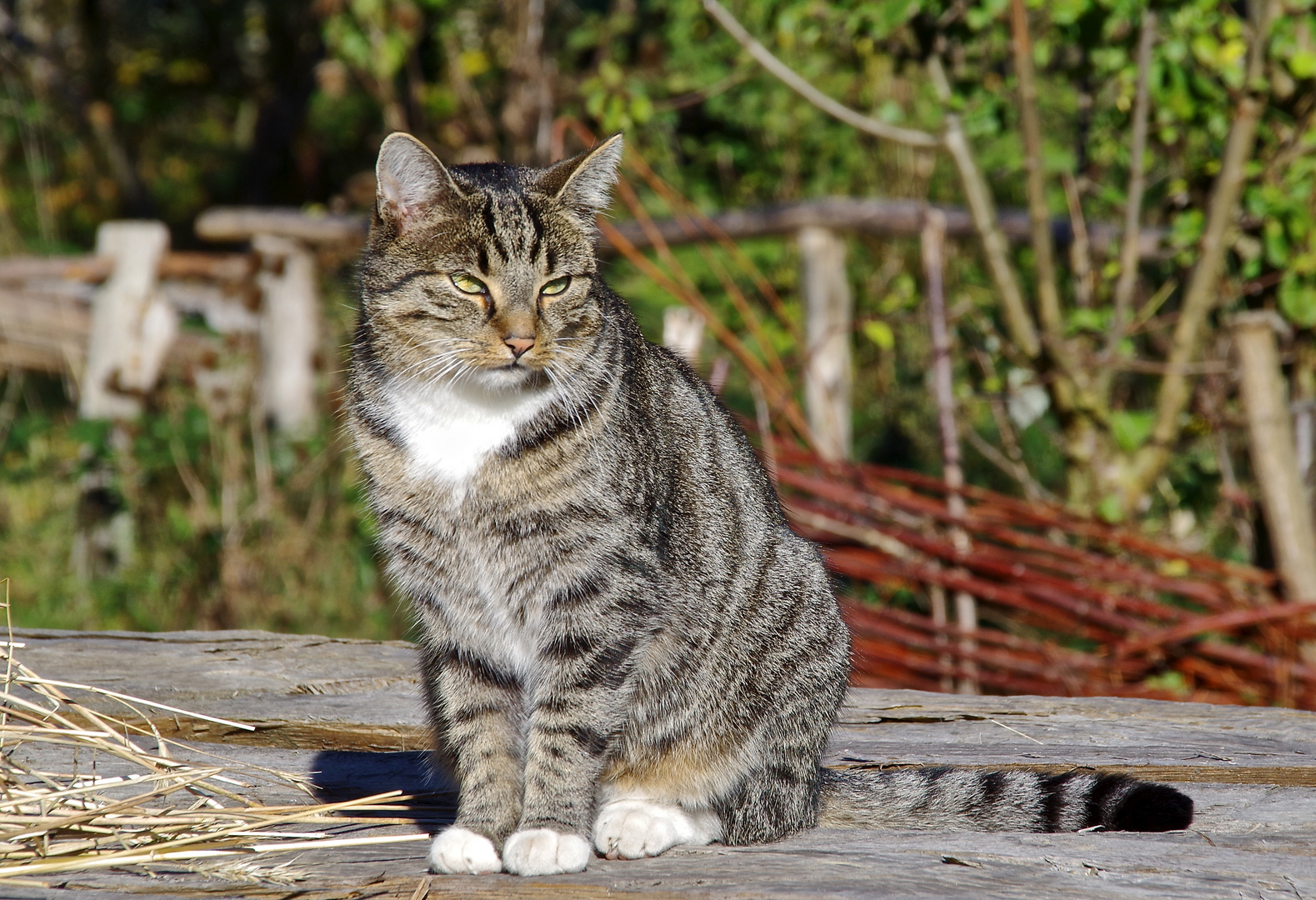 Katze im Sonnenschein