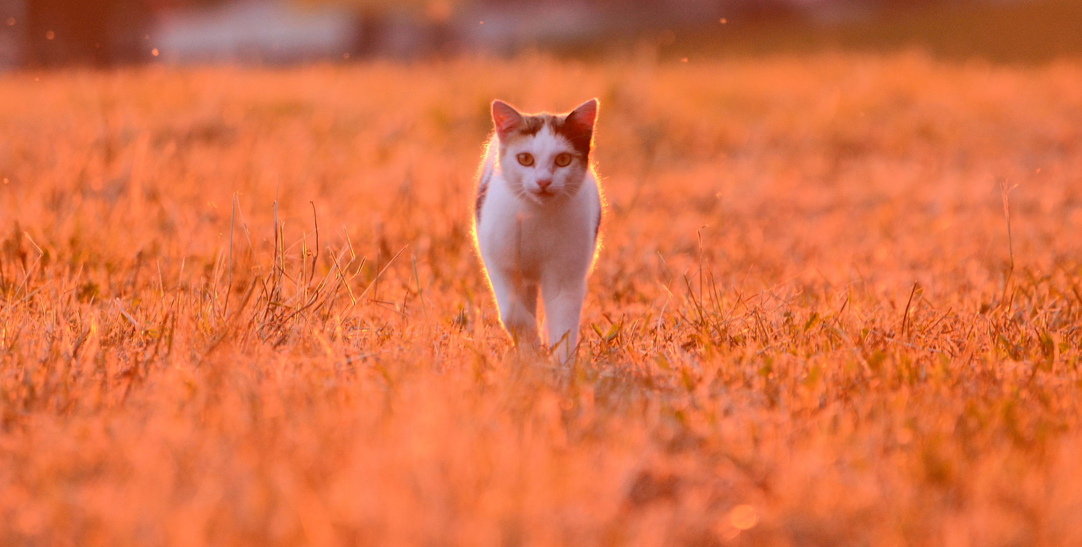 Katze im Sonnenuntergang