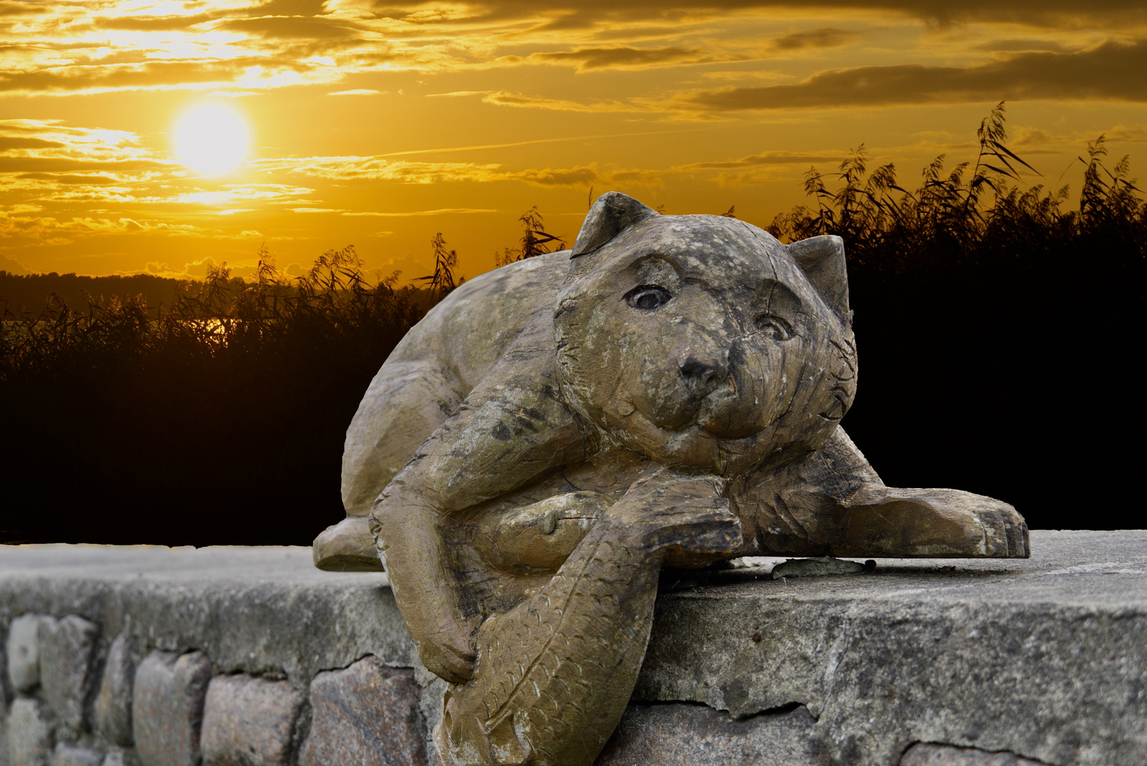 Katze im Sonnenuntergang 