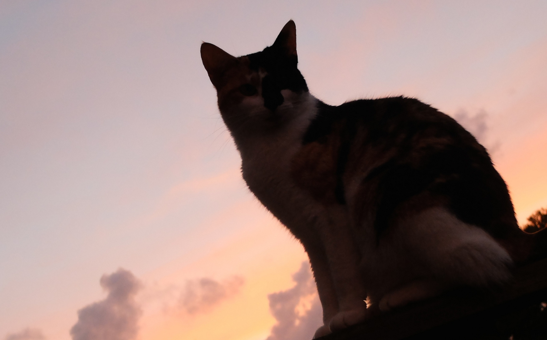 Katze im Sonnenuntergang