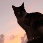 Katze im Sonnenuntergang