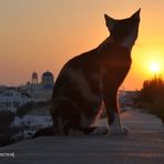 Katze im Sonnenuntergang V2.0