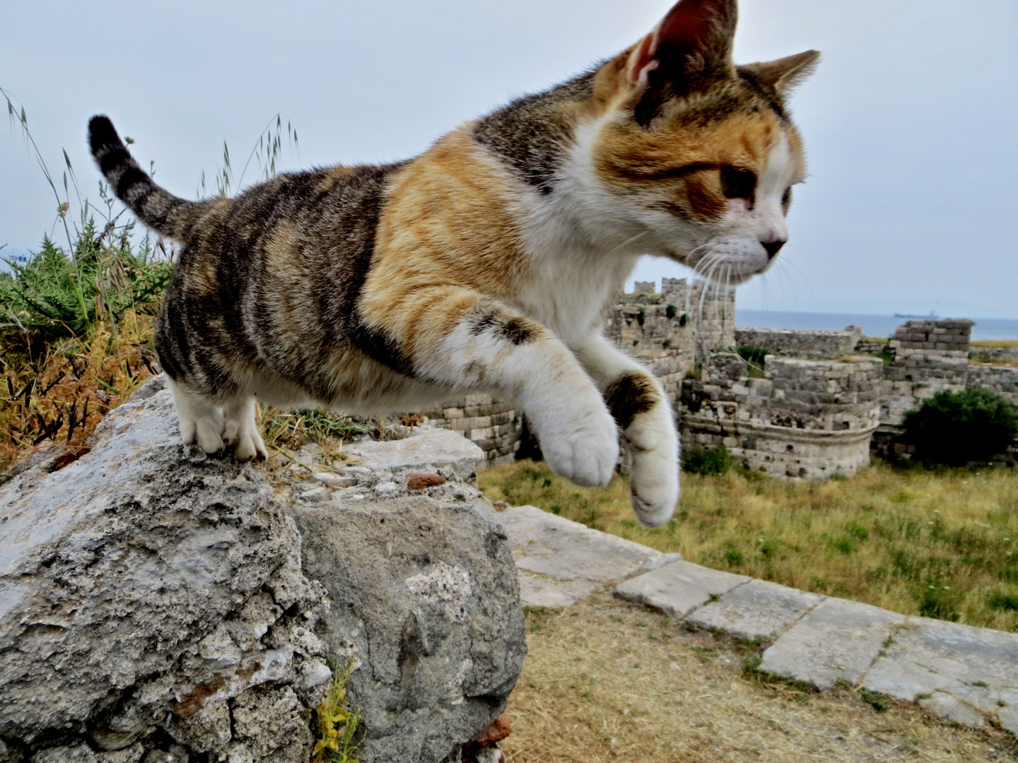 Katze im Sprung