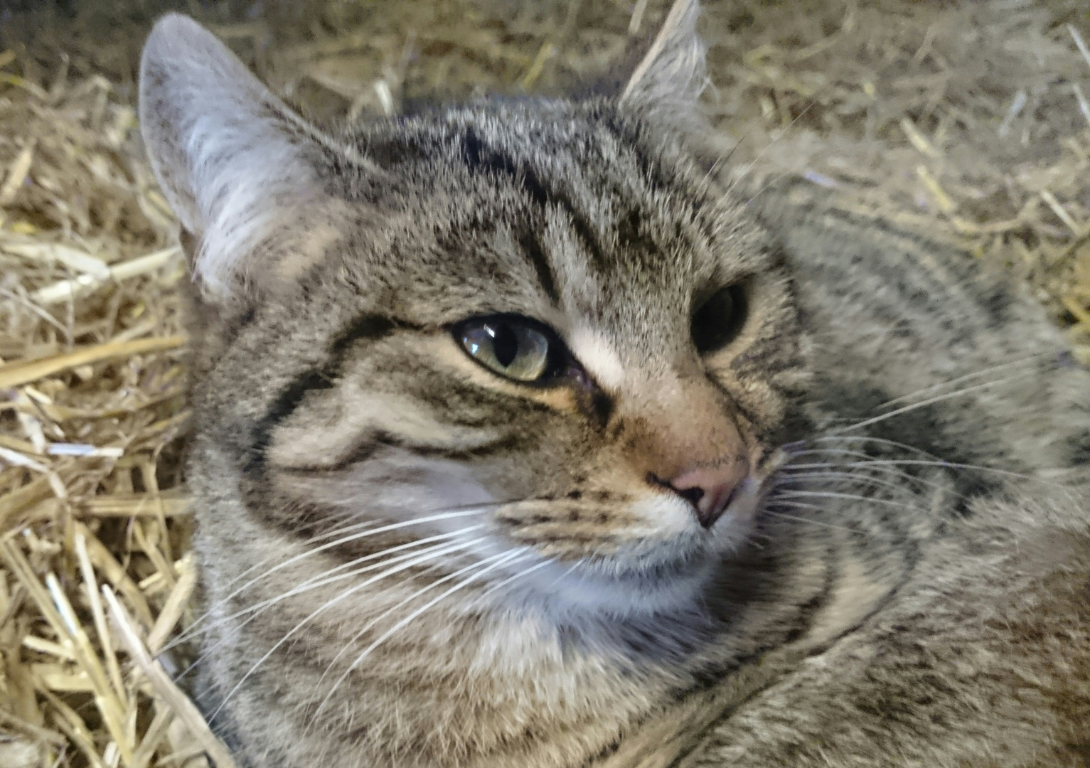 Katze im Stall