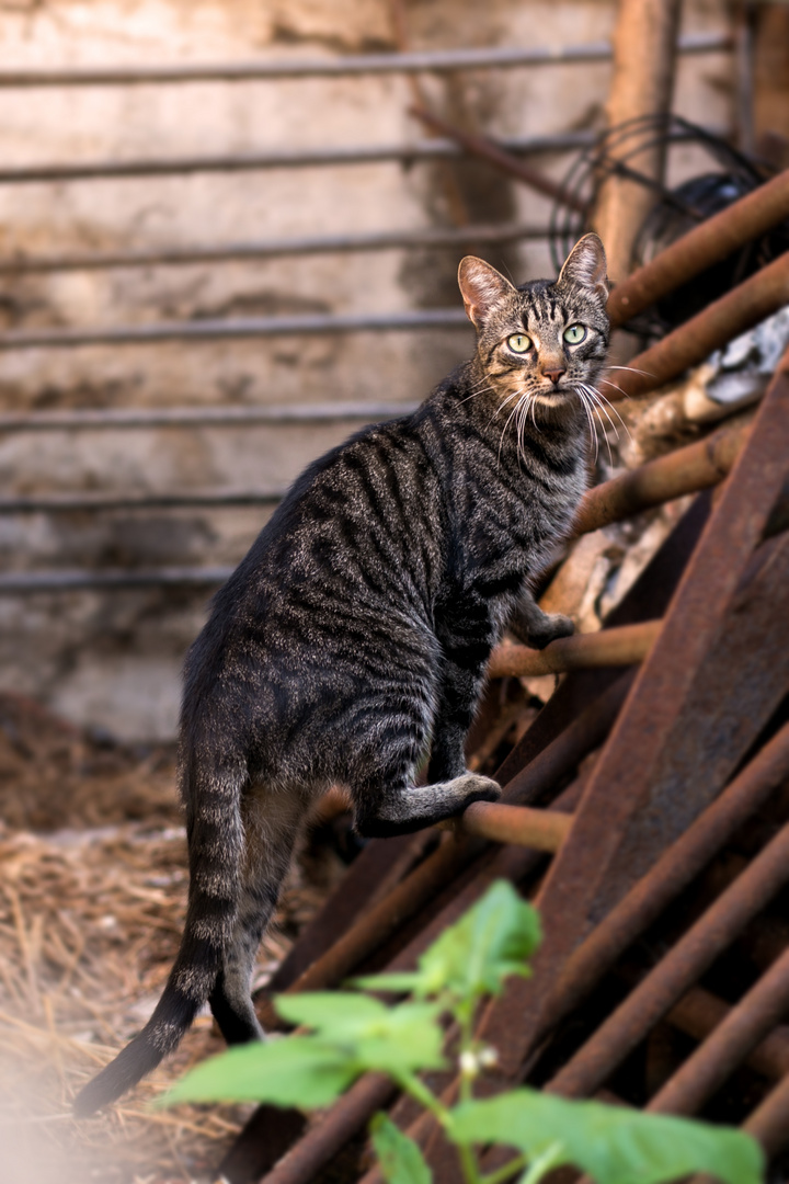 Katze im stall