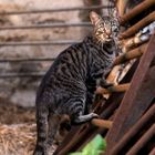 Katze im stall