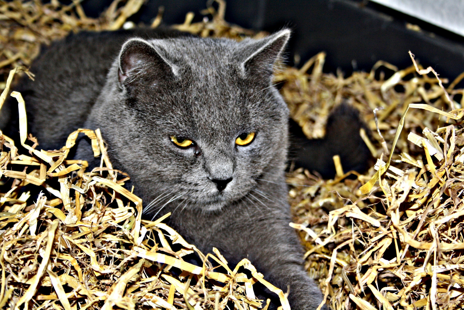 Katze im Stroh