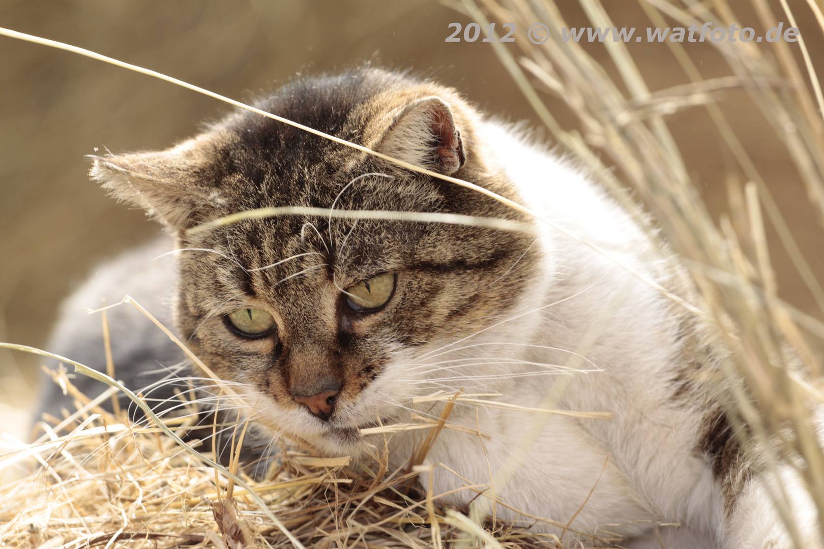 Katze im Stroh...