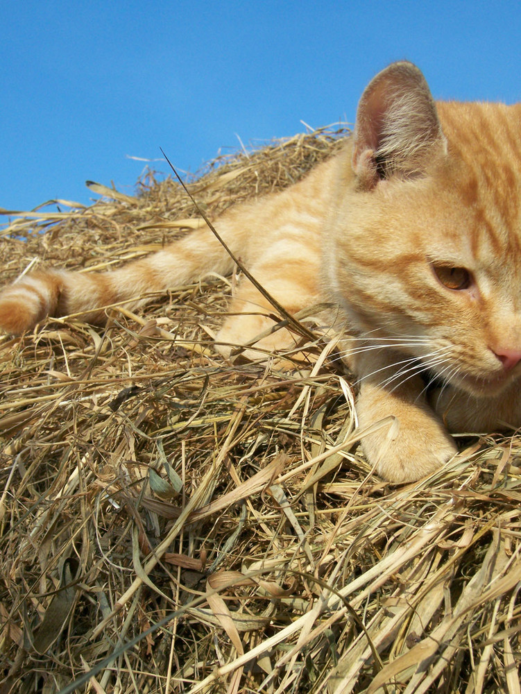 katze im stroh