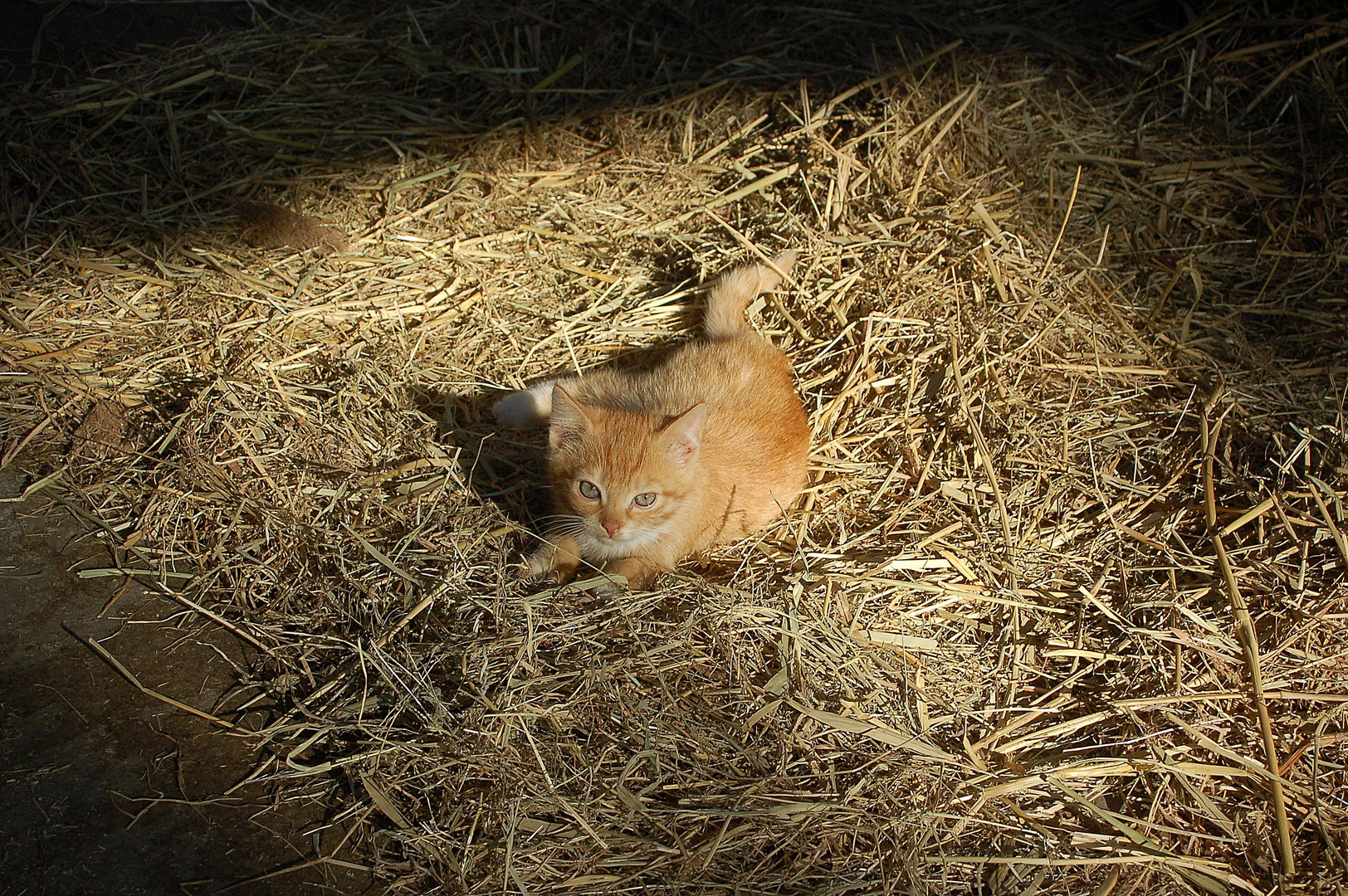 Katze im Stroh