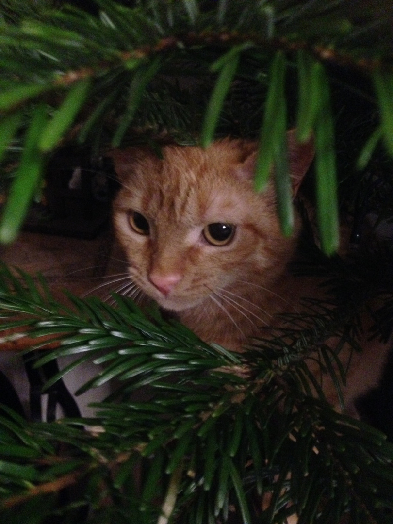Katze im Tannenbaum