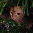 Katze im Tannenbaum