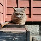 Katze im Teeviertel von Kanazawa,  Higashiyama Chaya