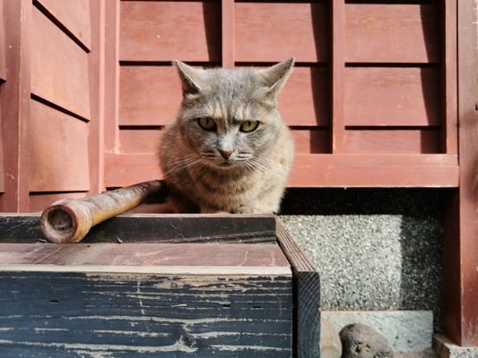 Katze im Teeviertel von Kanazawa, Higashiyama Chaya