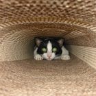 KATZE IM TEPPICH