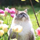 Katze im Tulpenmeer