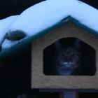 Katze im Vogelhäuschen