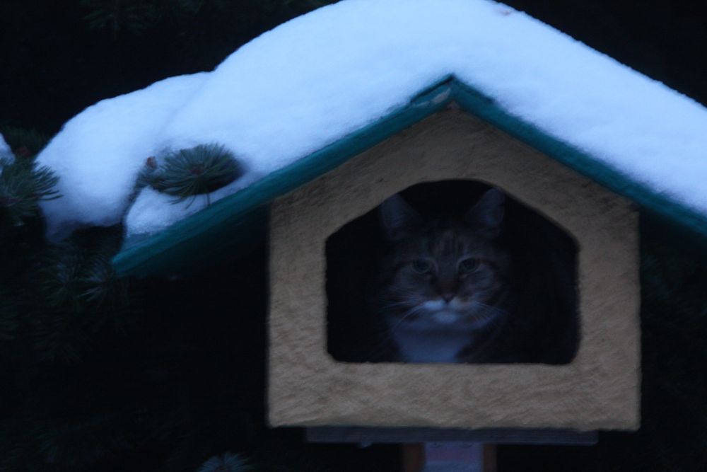 Katze im Vogelhäuschen