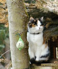 Katze im Vogelhaus