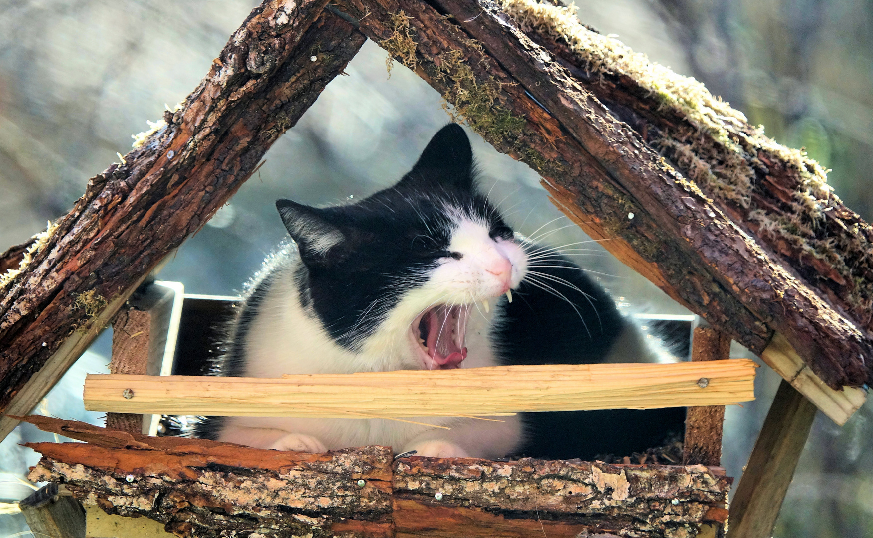 Katze im Vogelhaus