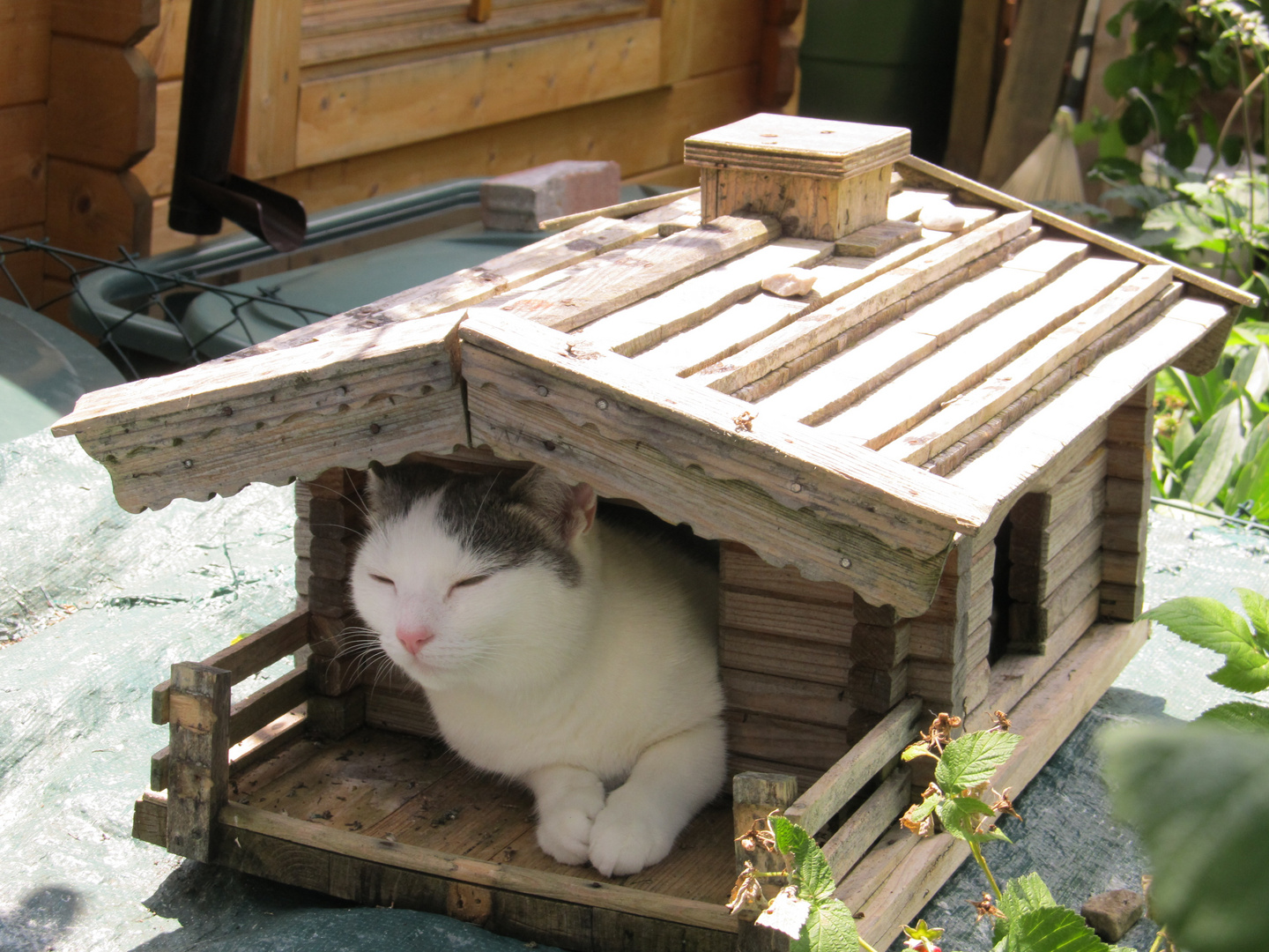 Katze im Vogelhaus