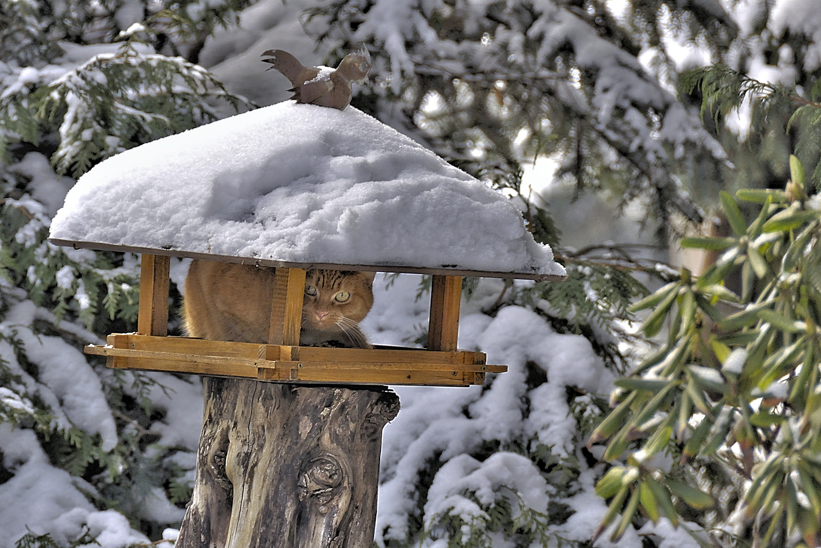 Katze im Vogelhaus