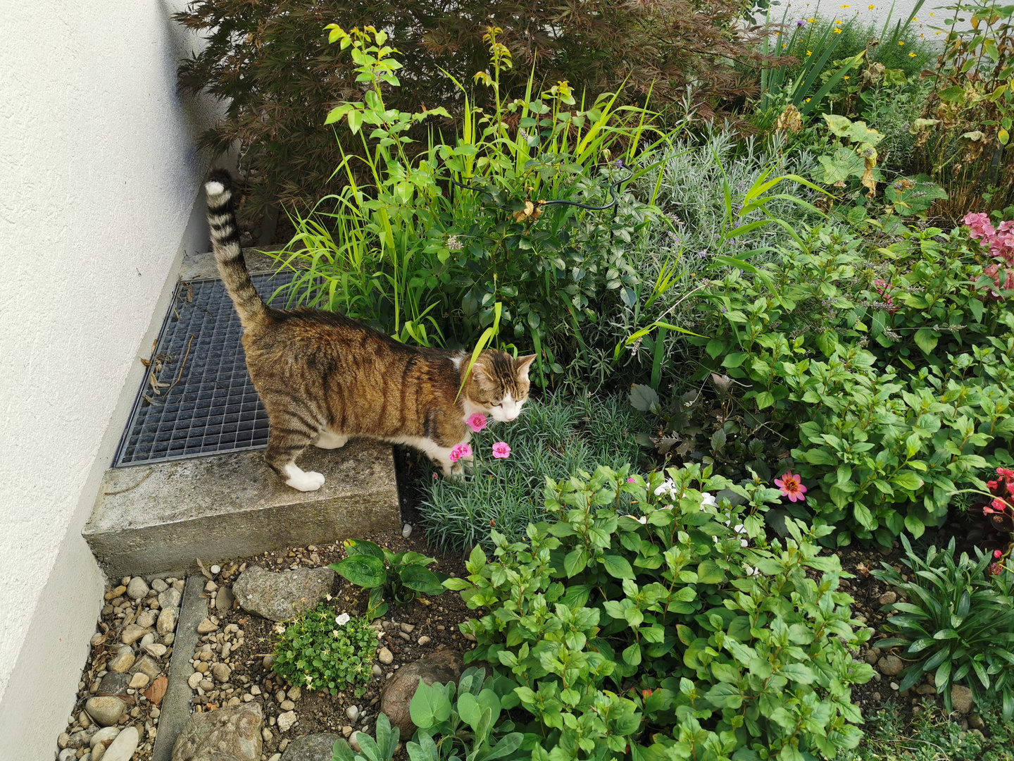 Katze im Vorgarten